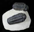 Double Phacops Trilobite Specimen - Foum Zguid, Morocco #19811-1